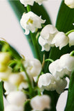 Car Air Freshener - White Musk - Textile Dots Green