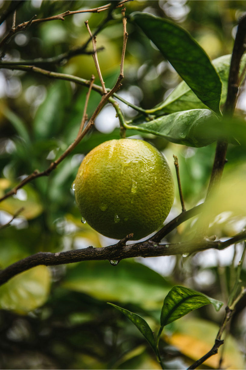 Car Air Freshener - Sandalwood Bergamot - Classic Yellow
