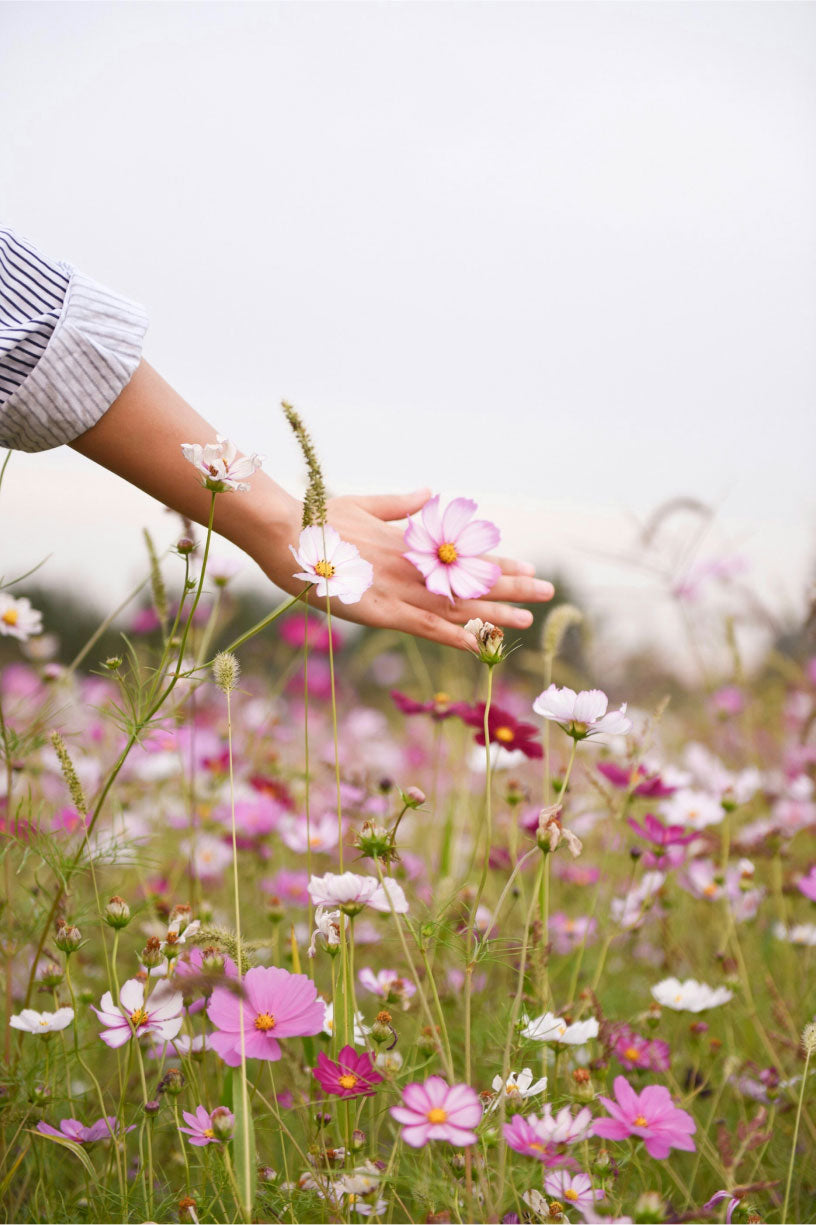Hand reaching towards a field of flowers with a blurred background