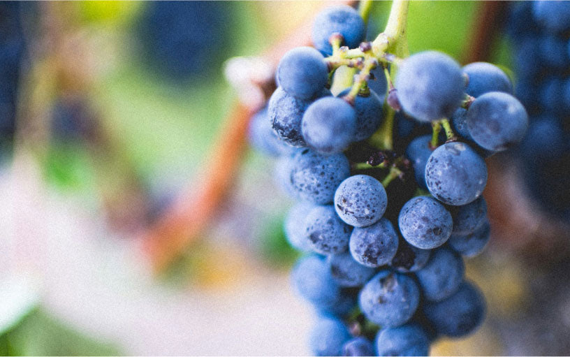 Car Air Freshener - Rose Espresso - Textile Floral Purple