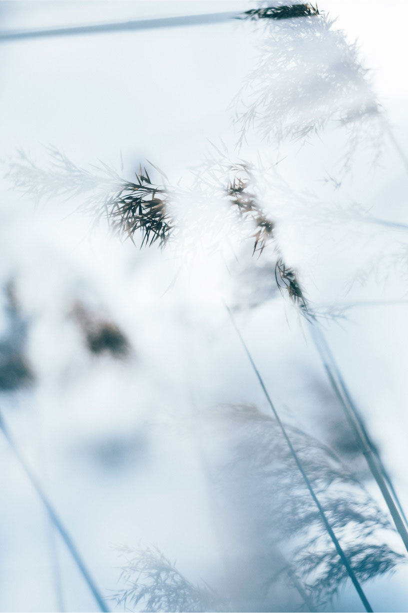 Car Air Freshener - Petals of Tobacco - Classic Silver