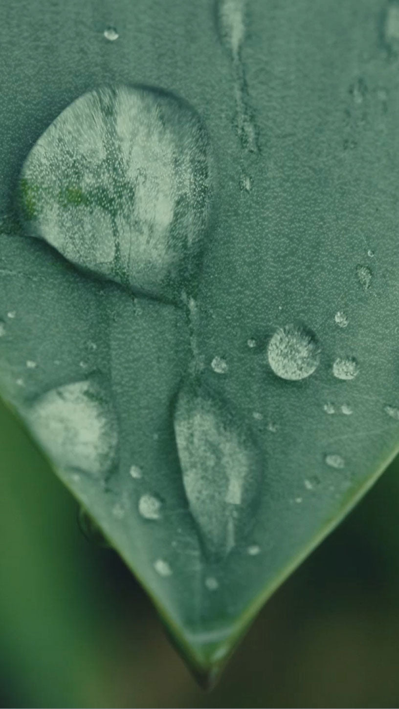 Car Air Freshener - White Musk - Classic Green