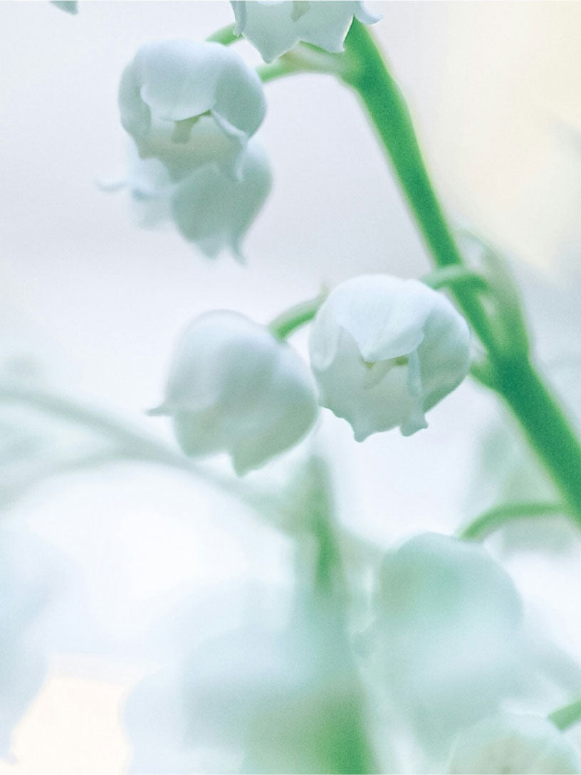 Car Air Freshener - Vanilla & Wood - Urban White